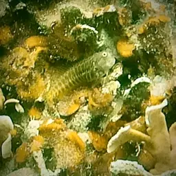 Red-spotted Blenny, photo 9