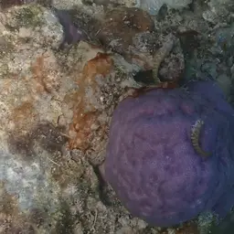 Red-spotted Blenny, photo 10