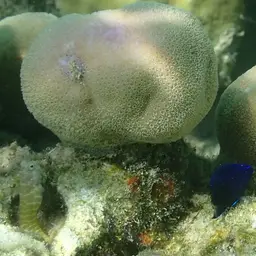 Red-spotted Blenny, photo 11