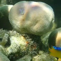 Red-spotted Blenny, photo 12