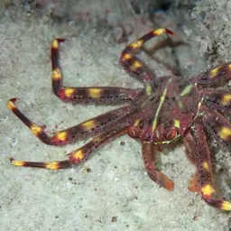 Sally Lightfoot crab, photo 2