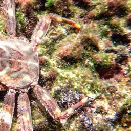 Sally Lightfoot crab, photo 3