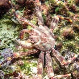 Sally Lightfoot crab, photo 4