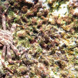 Sally Lightfoot crab, photo 5