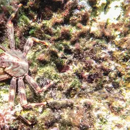 Sally Lightfoot crab, photo 6