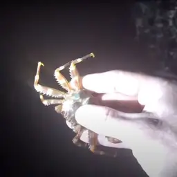 Sally Lightfoot crab, photo 7