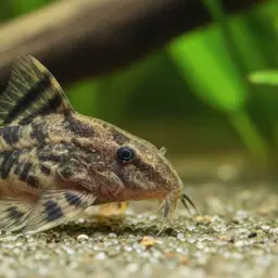 Salmacis Cory, photo 3