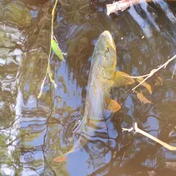 Dorado, photo 1