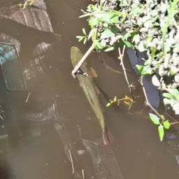 Dorado, photo 5