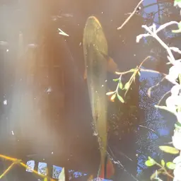 Dorado, photo 6