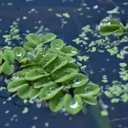 Eared Watermoss