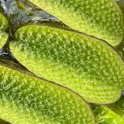Eared Watermoss, photo 2