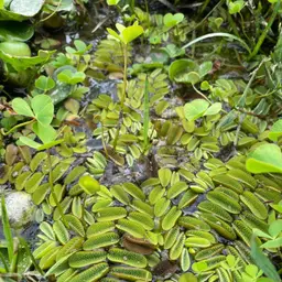 Eared Watermoss, photo 3