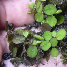 Dwarf Salvinia