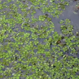 Dwarf Salvinia, photo 2
