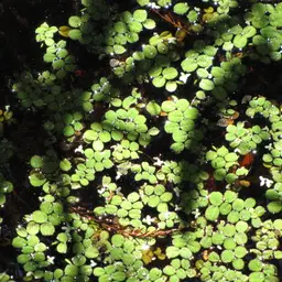 Dwarf Salvinia, photo 3