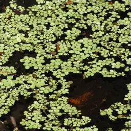 Dwarf Salvinia, photo 4