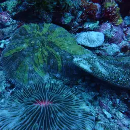 Bowl Coral, photo 2