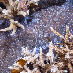 Bowl Coral, photo 3