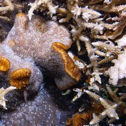 Bowl Coral, photo 4