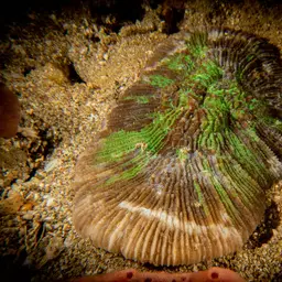 Bowl Coral