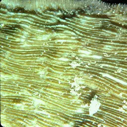 Bowl Coral, photo 5