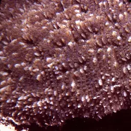 Bowl Coral, photo 6