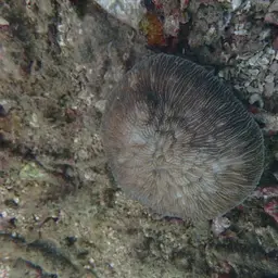 Bowl Coral, photo 7