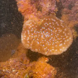 Basket Coral, photo 2
