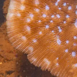 Basket Coral, photo 3