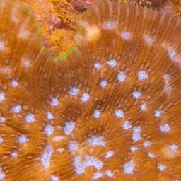 Basket Coral, photo 4