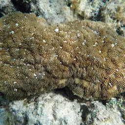 Basket Coral, photo 5