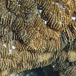Basket Coral, photo 6