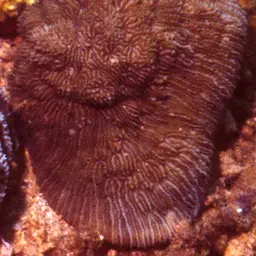 Basket Coral, photo 7