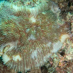 Basket Coral