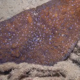 Basket Coral, photo 8