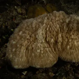 Basket Coral, photo 9
