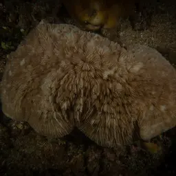 Basket Coral, photo 10