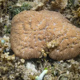 Basket Coral, photo 11