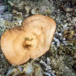 Basket Coral, photo 12