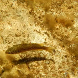 Cape Kurper, photo 7