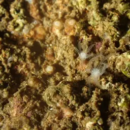 Brick Coral, photo 6