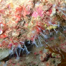 Brick Coral, photo 7