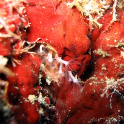 Brick Coral, photo 8