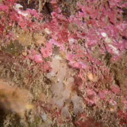 Brick Coral, photo 9