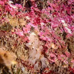 Brick Coral, photo 10