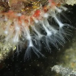 Brick Coral, photo 11