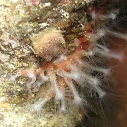 Brick Coral, photo 12