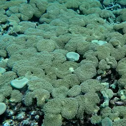 Leather Coral, photo 1