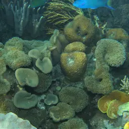 Leather Coral, photo 2
